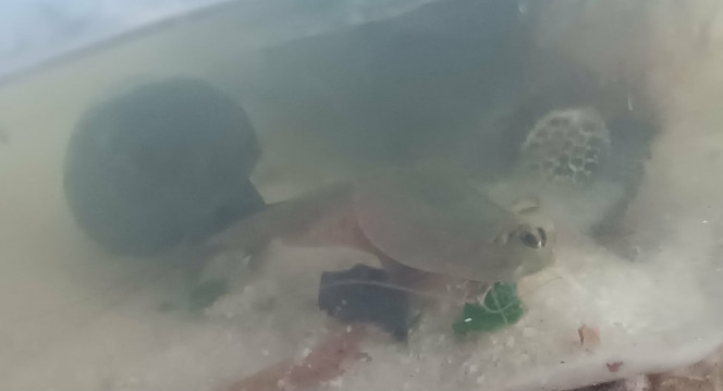 Miettes d’épinard ! Aujourd'hui, mes tits triops ont eu quelques miettes d’épinard ! Ils ont beaucoup aimé.
Ils ne connaissaient pas avant aujourd'hui, mais après que un ait commencé à manger les autres ont suivis ! .
Les petits planorbes (colocataires des triops) ne se sont pas fait prier pour manger aussi !
Enfin voilà, une nouvelle nourriture découverte pour les triops et les planorbes. Ils en avaient l’air contents ?
.
J’aime beaucoup mes tits triops. Je suis un peu gaga devant eux (presque autant qu’avec mes poules et ma hamster mais les câlins en moins ?!)