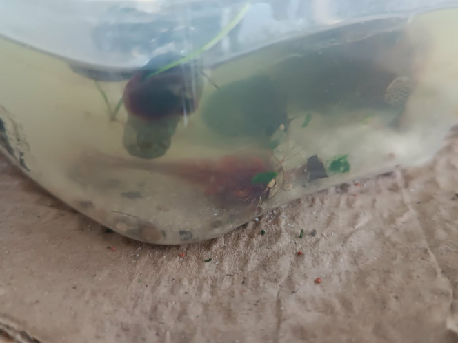 Miettes d’épinard ! Aujourd'hui, mes tits triops ont eu quelques miettes d’épinard ! Ils ont beaucoup aimé.
Ils ne connaissaient pas avant aujourd'hui, mais après que un ait commencé à manger les autres ont suivis ! .
Les petits planordes (colocataires des triops) ne se sont pas fait prier pour manger aussi !
Enfin voilà, une nouvelle nourriture découverte pour les triops et les planorbes. Ils en avaient l’air contents ?
.
J’aime beaucoup mes tits triops. Je suis un peu gaga devant eux (presque autant qu’avec mes poules et ma hamster mais les câlins en moins ?!)