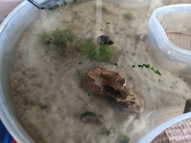 Miettes d’épinard ! Aujourd'hui, mes tits triops ont eu quelques miettes d’épinard ! Ils ont beaucoup aimé.
Ils ne connaissaient pas avant aujourd'hui, mais après que un ait commencé à manger les autres ont suivis ! .
Les petits planorbes (colocataires des triops) ne se sont pas fait prier pour manger aussi !
Enfin voilà, une nouvelle nourriture découverte pour les triops et les planorbes. Ils en avaient l’air contents ?
.
J’aime beaucoup mes tits triops. Je suis un peu gaga devant eux (presque autant qu’avec mes poules et ma hamster mais les câlins en moins ?!)