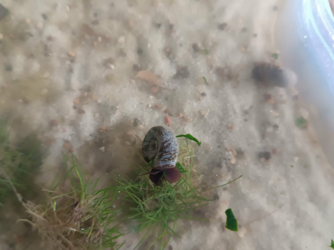 Miettes d’épinard ! Aujourd'hui, mes tits triops ont eu quelques miettes d’épinard ! Ils ont beaucoup aimé.
Ils ne connaissaient pas avant aujourd'hui, mais après que un ait commencé à manger les autres ont suivis ! .
Les petits planorbes (colocataires des triops) ne se sont pas fait prier pour manger aussi !
Enfin voilà, une nouvelle nourriture découverte pour les triops et les planorbes. Ils en avaient l’air contents ?
.
J’aime beaucoup mes tits triops. Je suis un peu gaga devant eux (presque autant qu’avec mes poules et ma hamster mais les câlins en moins ?!)