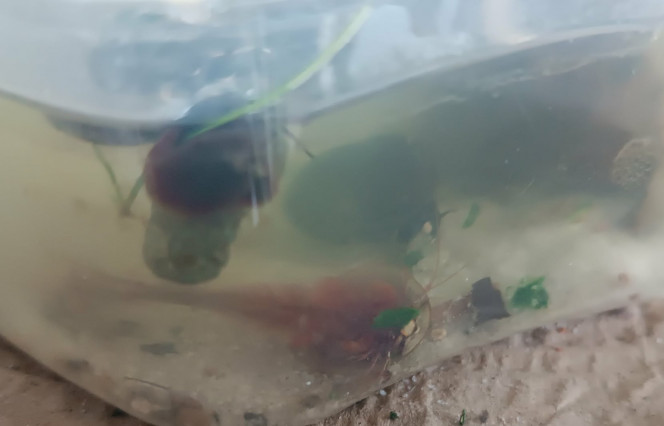 Le glouton en action ! Celui ci est le triops le plus glouton (oui j’y suis tellement attaché que je peux les reconnaître ?!) ... Enfin celui ci aime beaucoup les test culinaire surtout quand c’est de la verdure comme les épinards, la salade, ou l’herbe... ou encore l’eleocharis, qu’il a presque tout mangé avec ses copains !