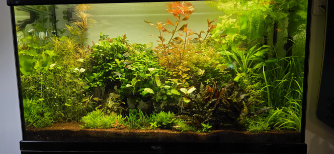 200l Voilà petite photo avant après une petite taille s'imposer bonne semaine à tout le monde?