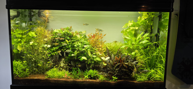 200l Voilà petite photo avant après une petite taille s'imposer bonne semaine à tout le monde?