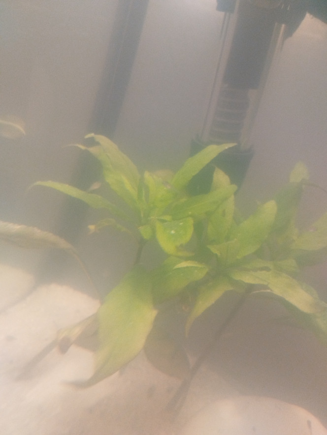 Photographie du post de Sombre_aquatique 