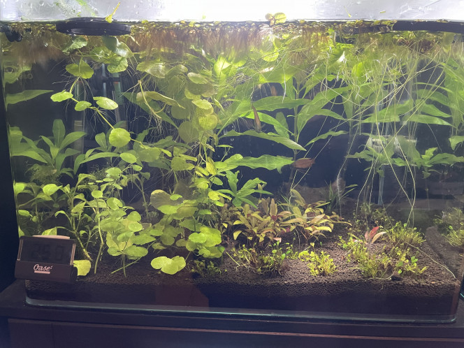 Arrivée des Trichogaster chuna 