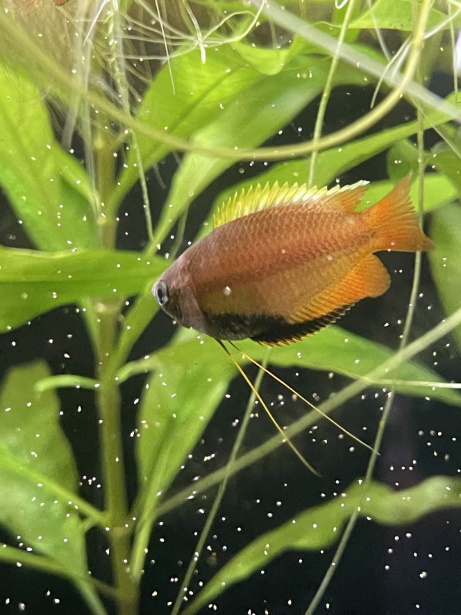 Arrivée des Trichogaster chuna 