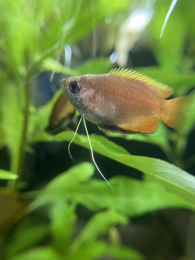 Arrivée des Trichogaster chuna 