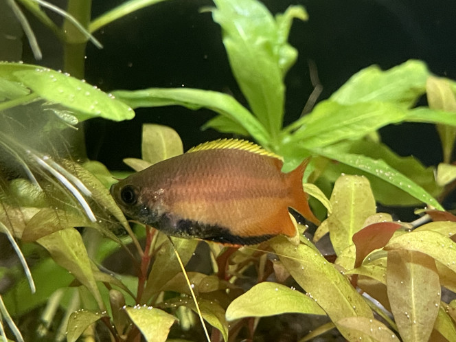 Arrivée des Trichogaster chuna 