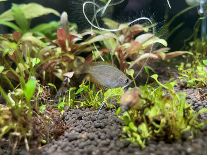 Arrivée des Trichogaster chuna 