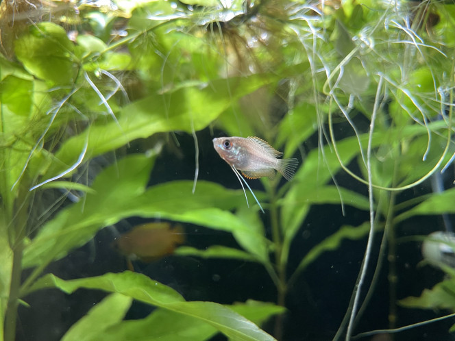 Arrivée des Trichogaster chuna 