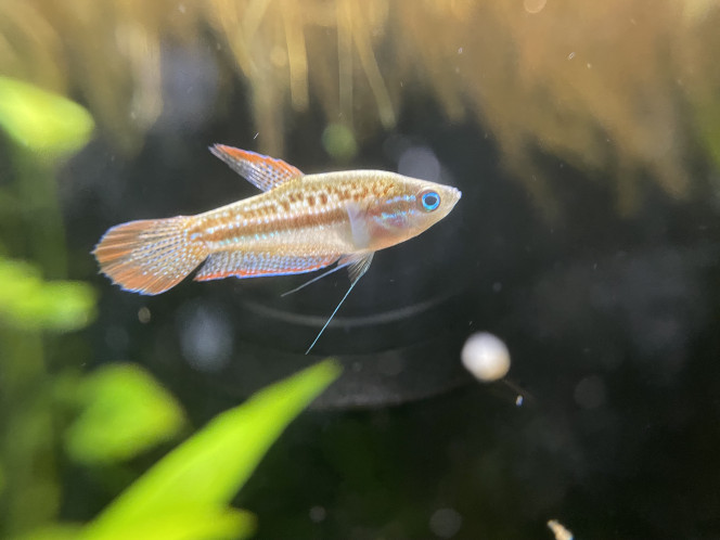 Je confirme que les Trichopsis pumila font du bruit ;-) c’est assez marrant 