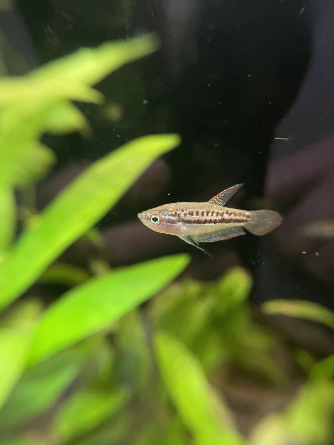 Je confirme que les Trichopsis pumila font du bruit ;-) c’est assez marrant 