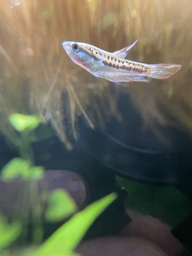 Je confirme que les Trichopsis pumila font du bruit ;-) c’est assez marrant 