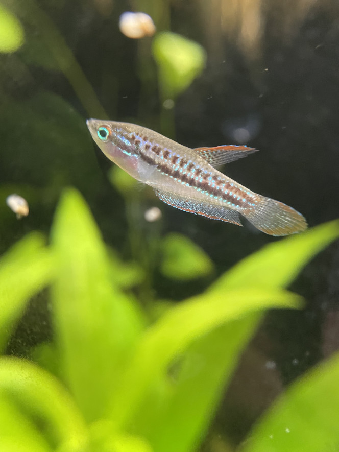 Je confirme que les Trichopsis pumila font du bruit ;-) c’est assez marrant 