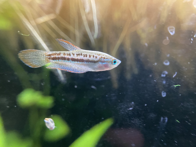 Je confirme que les Trichopsis pumila font du bruit ;-) c’est assez marrant 