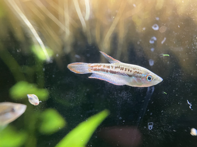 Je confirme que les Trichopsis pumila font du bruit ;-) c’est assez marrant 