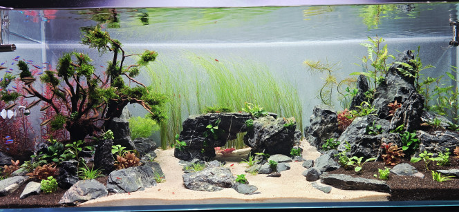 Début d'introduction de poisson Voilà,  après 4 semaines de cyclage en Dark Start , plantation des plantes.. 2 semaine de cyclage en plus.. résultat aucune algue et maintenant début de l'introduction des poissons.  Pour aujourd'hui 30 cardinalis et 12 tétras empereur