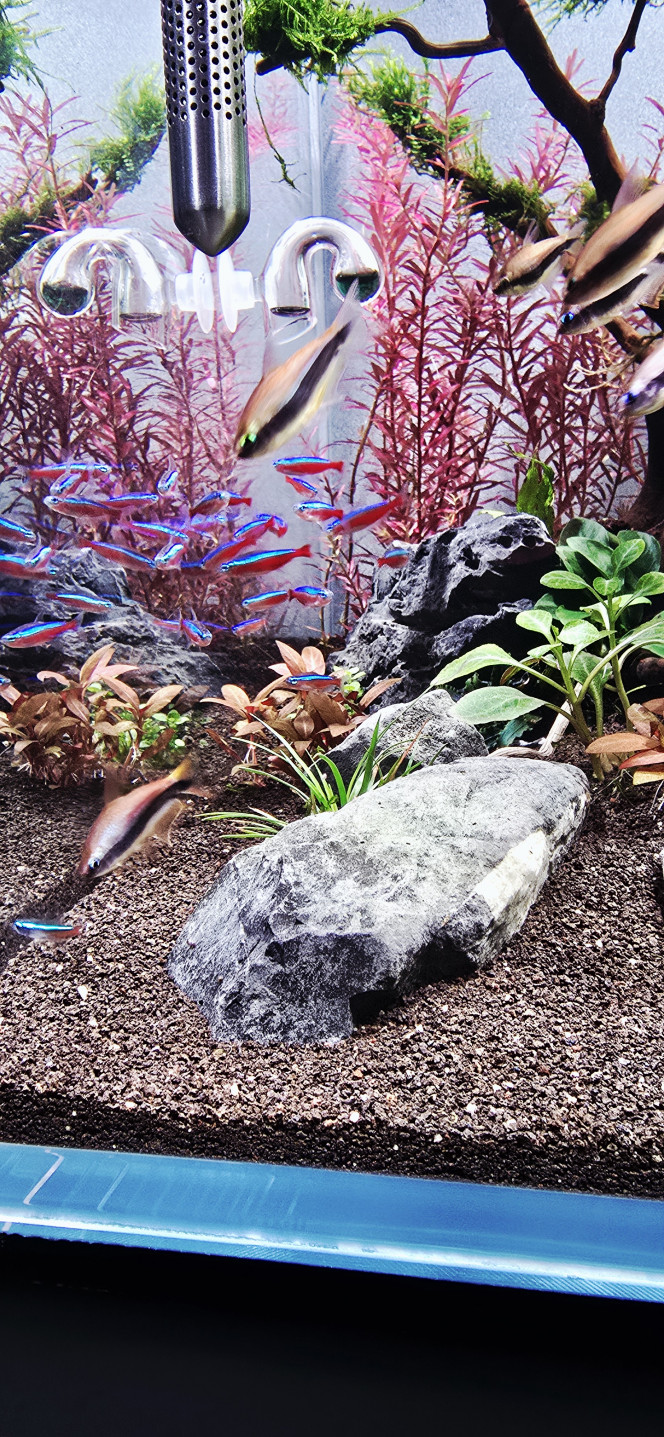 Début d'introduction de poisson cardinalis Voilà,  après 4 semaines de cyclage en Dark Start , plantation des plantes.. 2 semaine de cyclage en plus.. résultat aucune algue et maintenant début de l'introduction des poissons.  Pour aujourd'hui 30 cardinalis et 12 tétras empereur