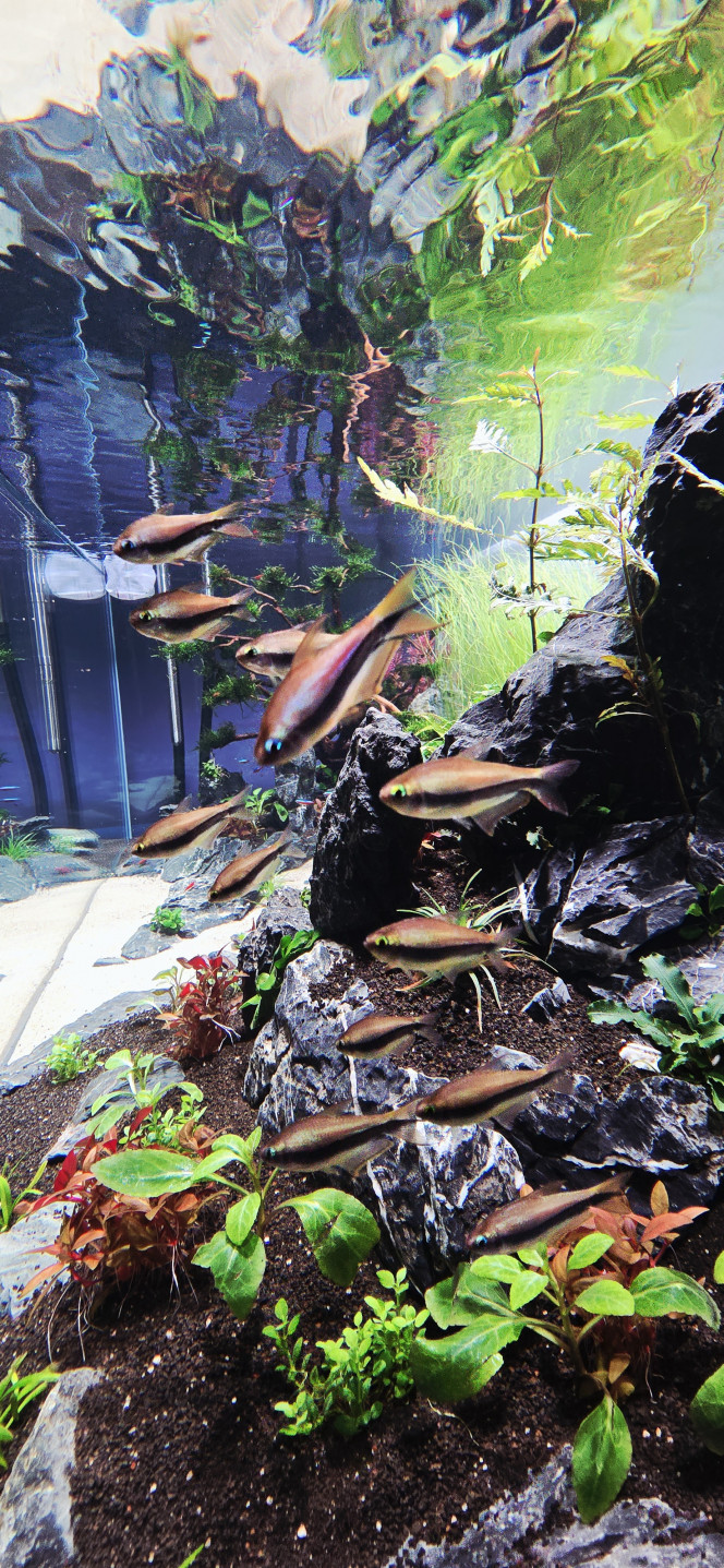 Tétras empereur... Voilà,  après 4 semaines de cyclage en Dark Start , plantation des plantes.. 2 semaine de cyclage en plus.. résultat aucune algue et maintenant début de l'introduction des poissons.  Pour aujourd'hui 30 cardinalis et 12 tétras empereur