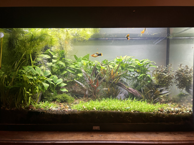 Entretien de mon premier bac réalisation en lowtech il y a 3 ans 
Il sert maintenant à la reproduction de platys, les autres habitants sont un couple de Chuna Gold des neocaridinas japonica