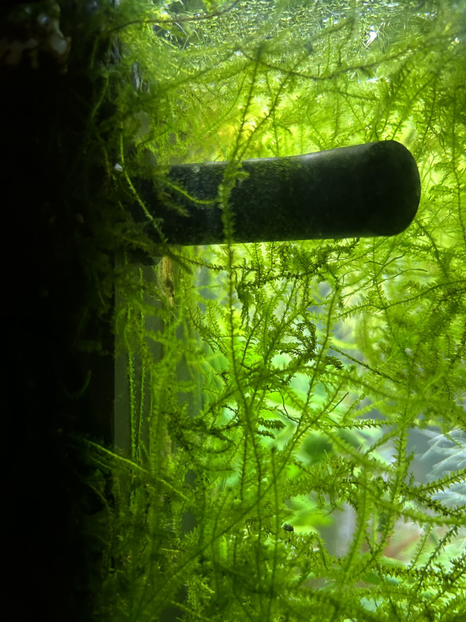 Entretien de mon premier bac réalisation en lowtech il y a 3 ans 
Il sert maintenant à la reproduction de platys, les autres habitants sont un couple de Chuna Gold des neocaridinas japonica