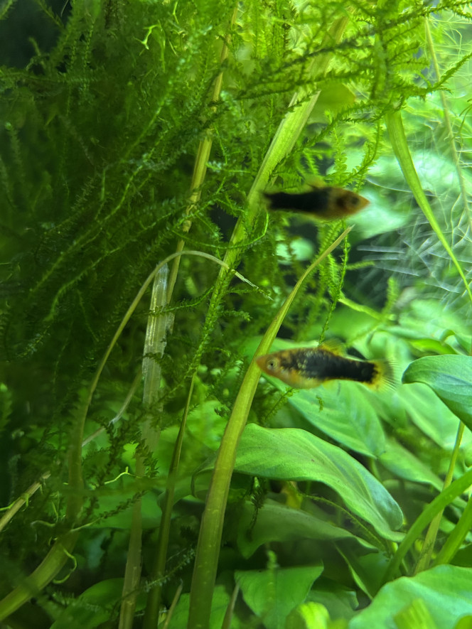Entretien de mon premier bac réalisation en lowtech il y a 3 ans 
Il sert maintenant à la reproduction de platys, les autres habitants sont un couple de Chuna Gold des neocaridinas japonica