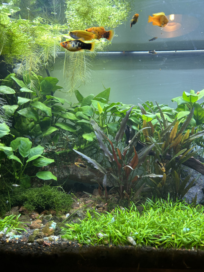 Entretien de mon premier bac réalisation en lowtech il y a 3 ans 
Il sert maintenant à la reproduction de platys, les autres habitants sont un couple de Chuna Gold des neocaridinas japonica