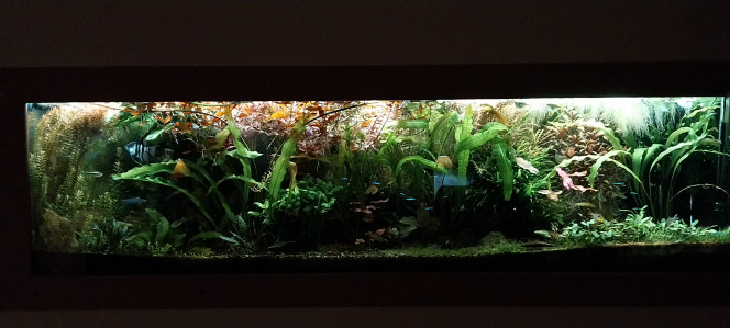 Photographie du post de STK54 