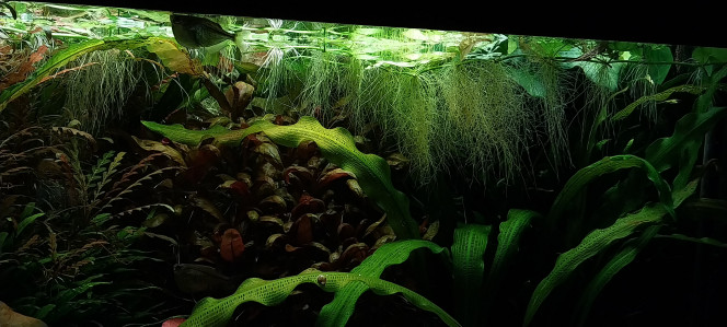 Photographie du post de STK54 