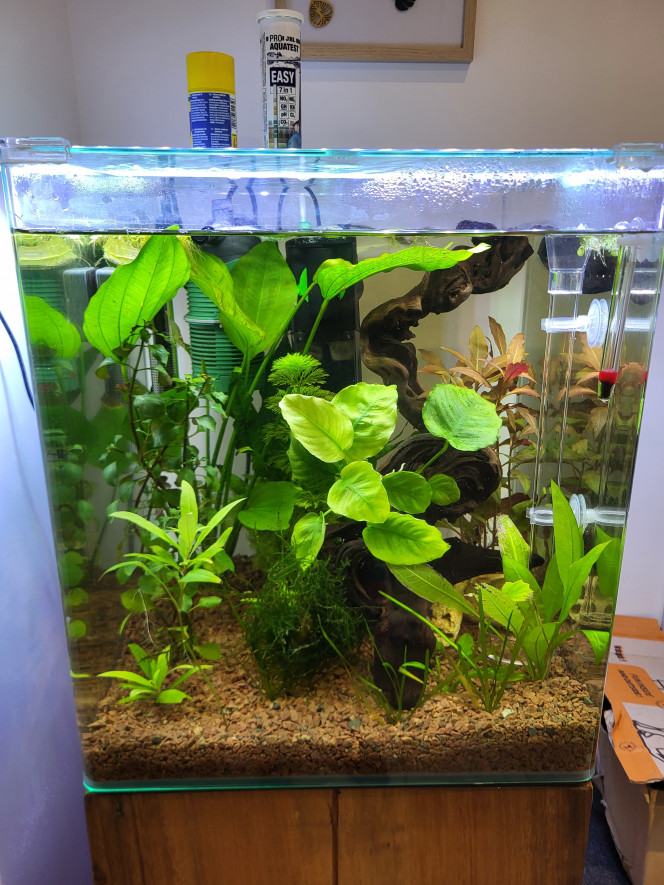 Photographie du post de Paulpepe34 