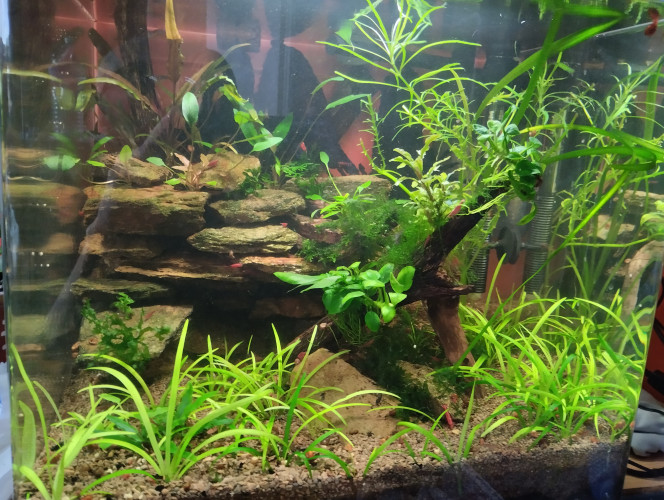 Photographie du post de lolo95 