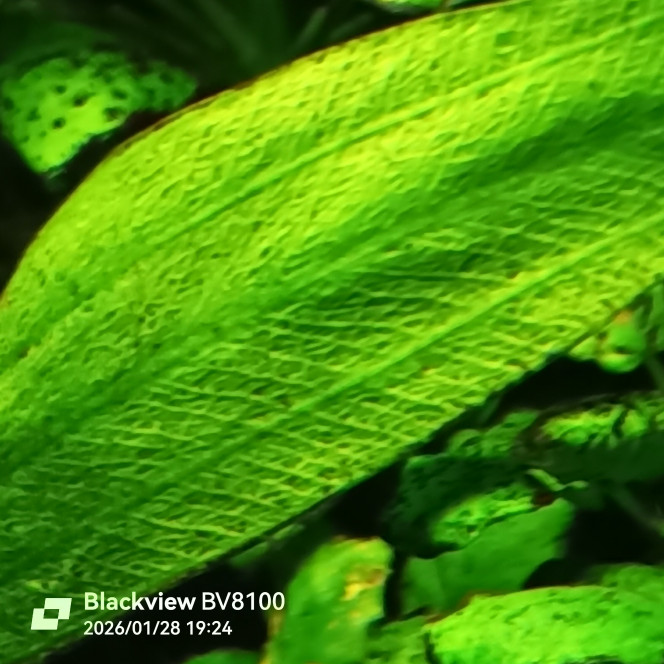 Photographie du post de Domovoi 