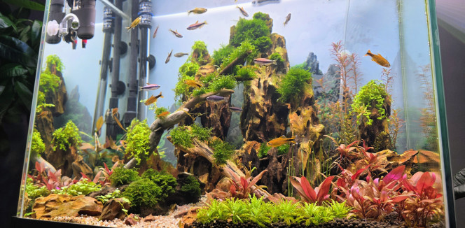 Photographie du post de Yannick66 