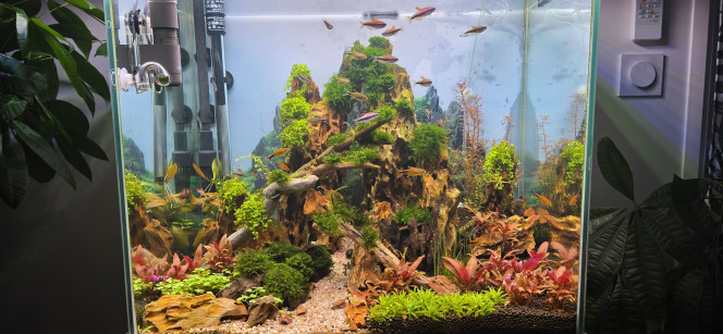 Photographie du post de Yannick66 