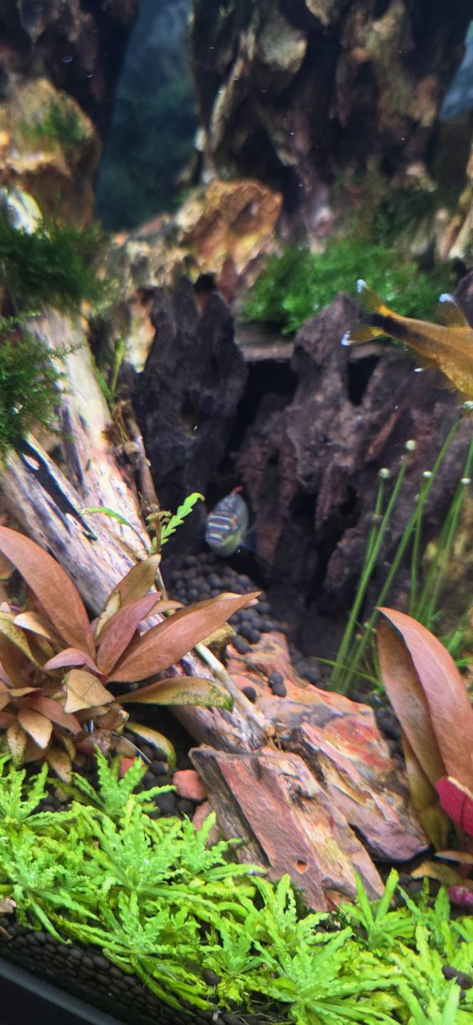 Photographie du post de Yannick66 