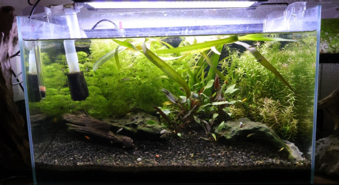 Photographie du post de FrenchieFishi 