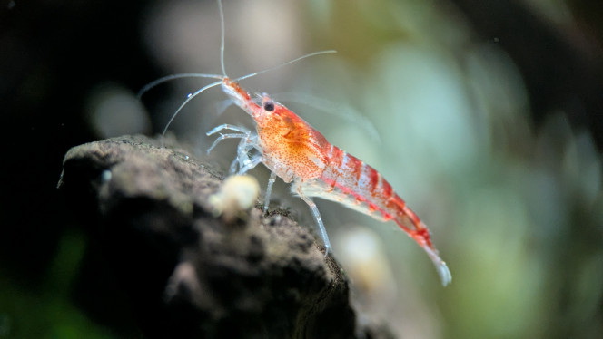 Photographie du post de ArtemusKlegg 