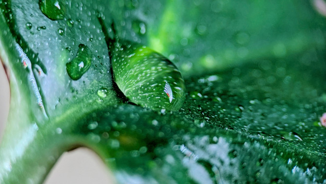 Photographie du post de ArtemusKlegg 