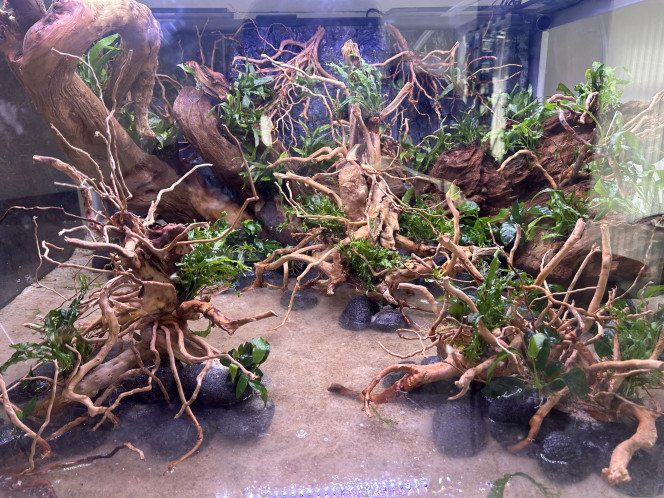  Plantation des épiphytyes