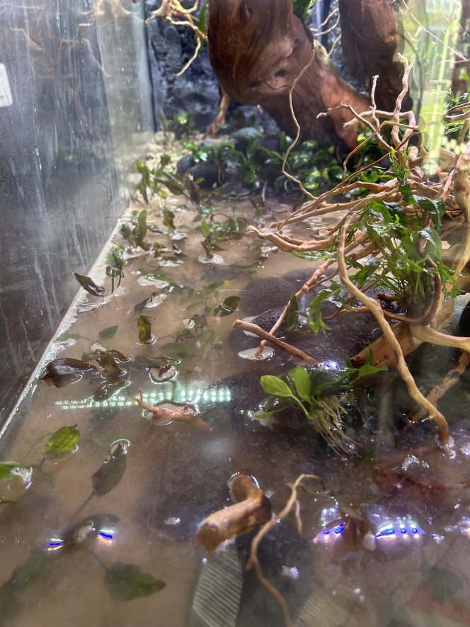  Plantation des Crypto