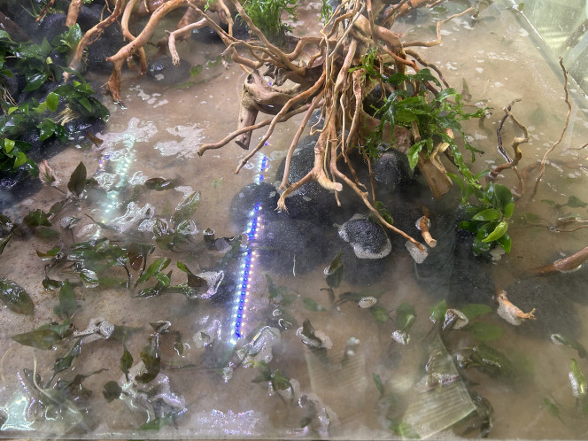  Plantation des Crypto