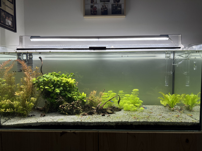 300L communautaire Après la grosse taille de plantes et le gros nettoyages de ces dernières semaines place à la remise en route du co2 demain