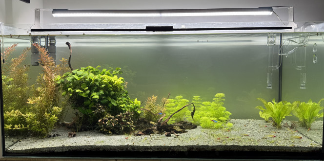 300L 300L communautaire : Après la grosse taille de plantes et le gros nettoyages de ces dernières semaines place à la remise en route du co2 demain