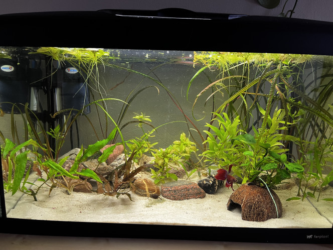 Photographie du post de remy.giog 