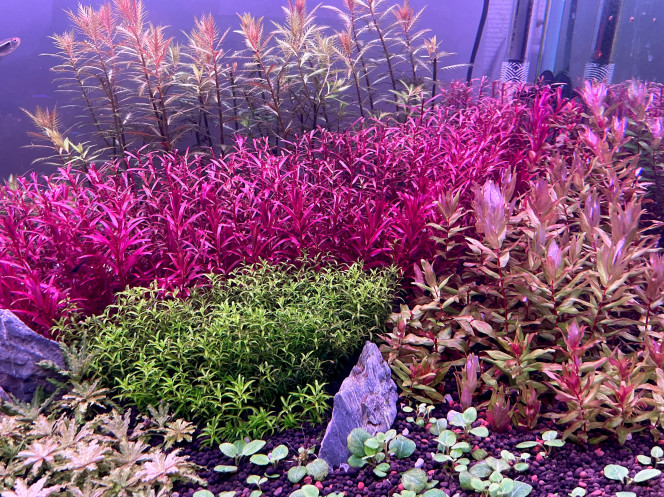 Photographie du post de Edmon 