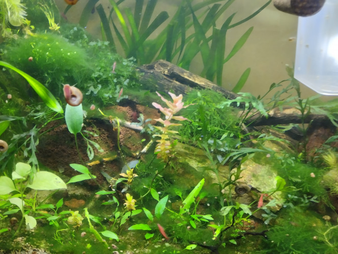 Photographie du post de lolo95 