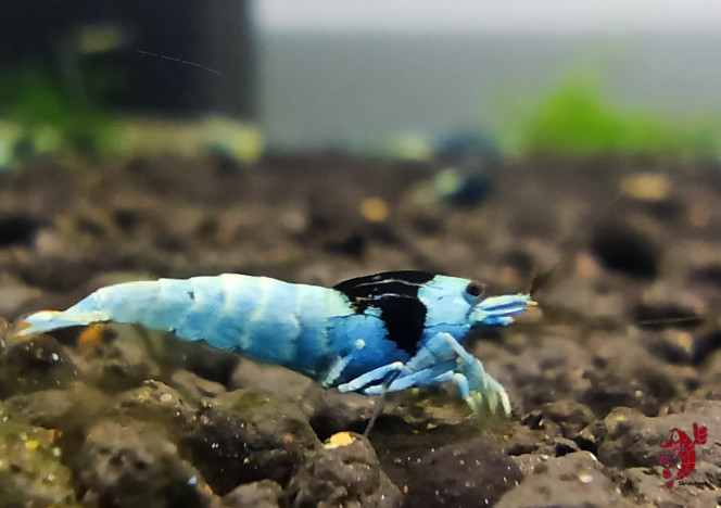 Photographie du post de Gaspard.vend 