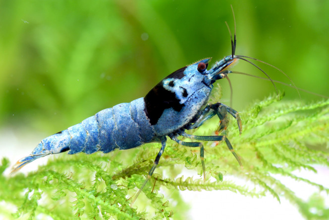 Photographie du post de Gaspard.vend 