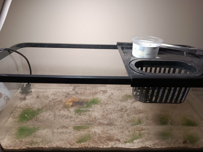 Le nouveau bac pour mes triops Le nouveau bac est enfin prêt à accueillir les 4 petits triops et leurs copains escargots !