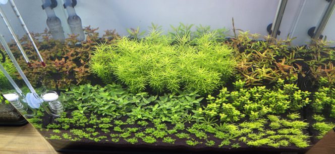 70l hollandais Voilà, petit changement d’eau de 20 L encore aujourd’hui.
J’ai aussi taillé la rotala qui est à droite afin de la resserrer pour qu’elle pousse bien droite. Comme vous pouvez le voir, ça pousse plutôt pas mal dans le coin, tout suit son cours.
Bonne fin de journée à tous ?